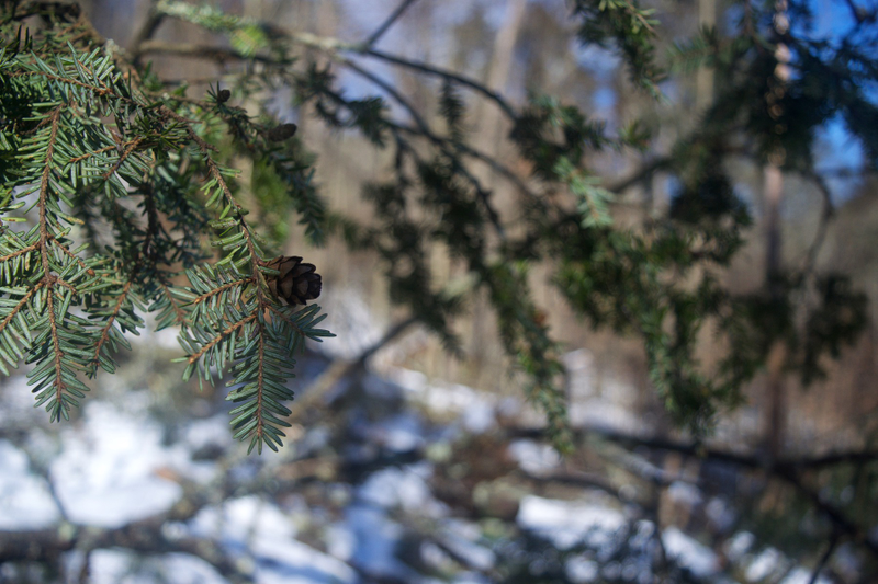 Illustration for article titled Wooly Adelgid vs. Eastern Hemlock